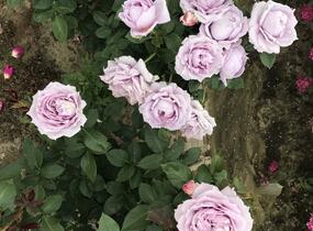 Růže mnohokvětá Kordes 'Novalis' - Rosa MK 'Novalis'