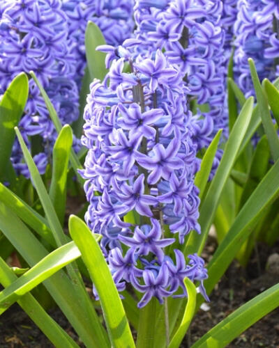 Hyacint 'Blue Jacket' - Hyacinthus 'Blue Jacket'