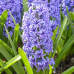 Hyacint 'Blue Jacket' - Hyacinthus 'Blue Jacket'