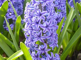 Hyacint 'Blue Jacket' - Hyacinthus 'Blue Jacket'