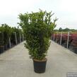 Tis prostřední 'Hillii' - Taxus media 'Hillii'