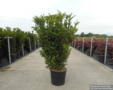 Tis prostřední 'Hillii'