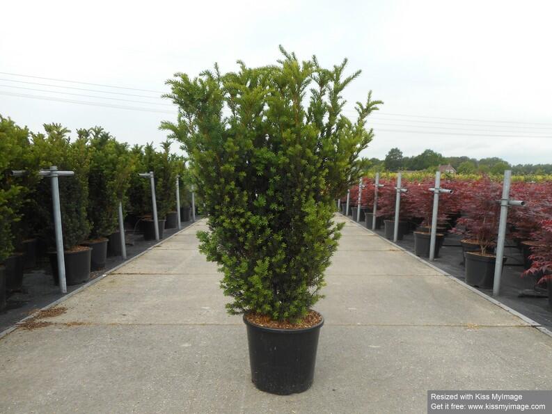 Tis prostřední 'Hillii' - Taxus media 'Hillii'