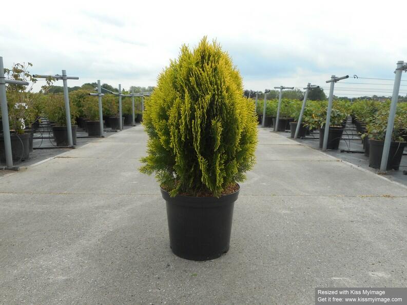 Zerav, túje východní 'Aurea Nana' - Thuja orientalis 'Aurea Nana'