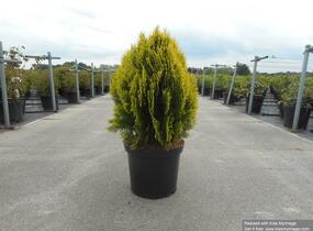 Túje, zerav východní 'Aurea Nana' - Thuja orientalis 'Aurea Nana'