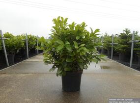 Bobkovišeň lékařská 'Etna' - Prunus laurocerasus 'Etna'