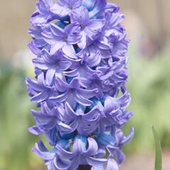 Hyacint 'Delft Blue' - Hyacinthus 'Delft Blue'