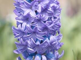 Hyacint 'Delft Blue' - Hyacinthus 'Delft Blue'