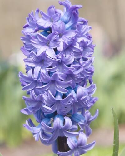 Hyacint 'Delft Blue' - Hyacinth 'Delft Blue'