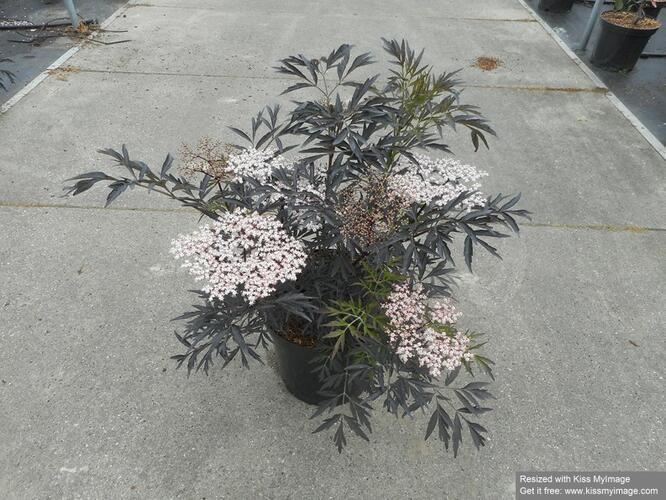 Bez černý 'Black Lace' - Sambucus nigra 'Black Lace'