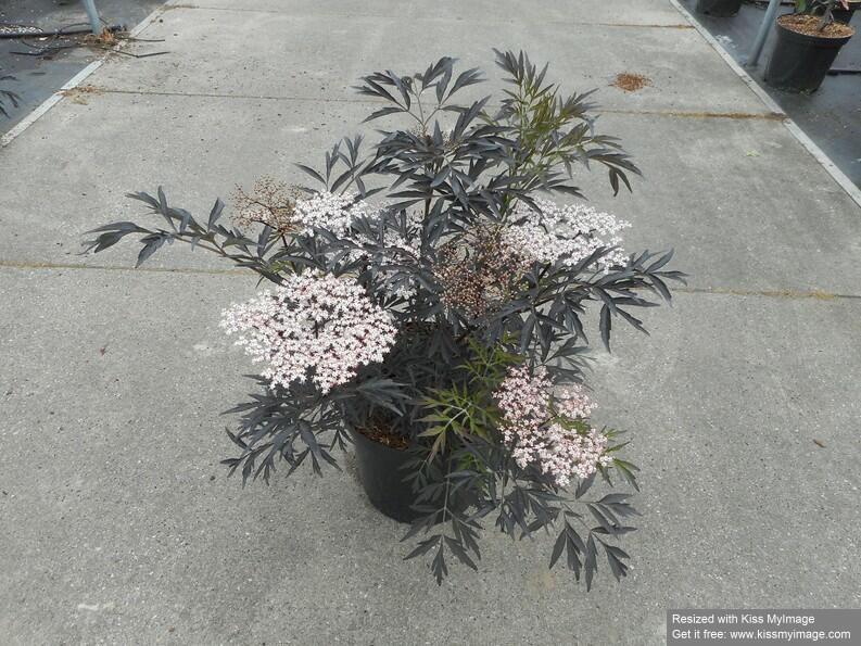 Bez černý 'Black Lace' - Sambucus nigra 'Black Lace'