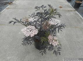 Bez černý 'Black Lace' - Sambucus nigra 'Black Lace'