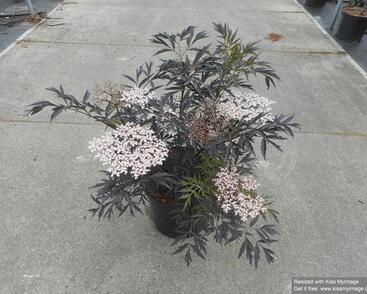 Bez černý 'Black Lace'