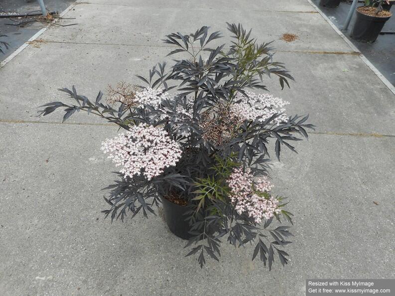 Bez černý 'Black Lace' - Sambucus nigra 'Black Lace'