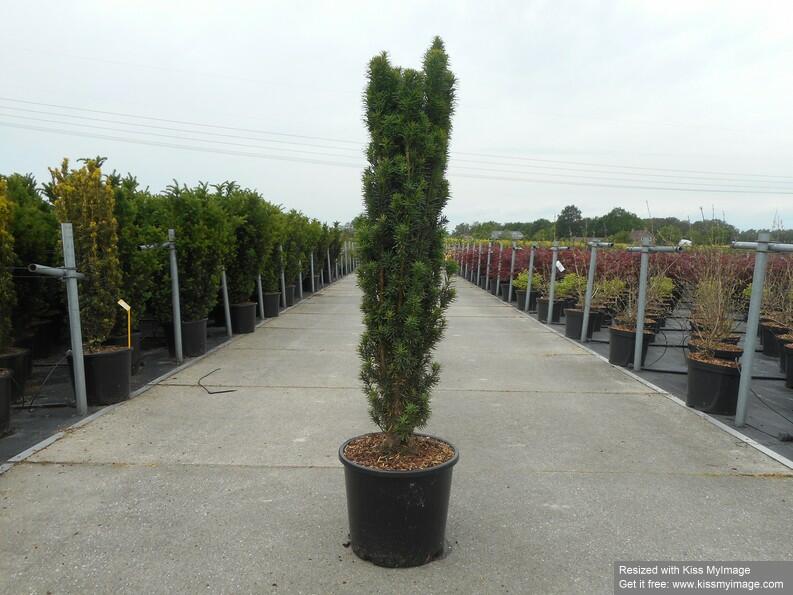 Tis červený 'Fastigiata Robusta' - Taxus baccata 'Fastigiata Robusta'