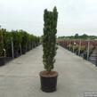 Tis červený 'Fastigiata Robusta' - Taxus baccata 'Fastigiata Robusta'