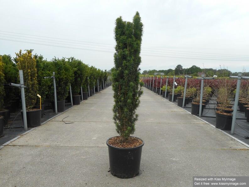 Tis červený 'Fastigiata Robusta' - Taxus baccata 'Fastigiata Robusta'