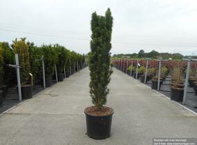 Tis červený 'Fastigiata Robusta' - Taxus baccata 'Fastigiata Robusta'