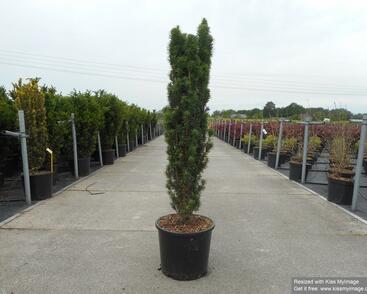 Tis červený 'Fastigiata Robusta'