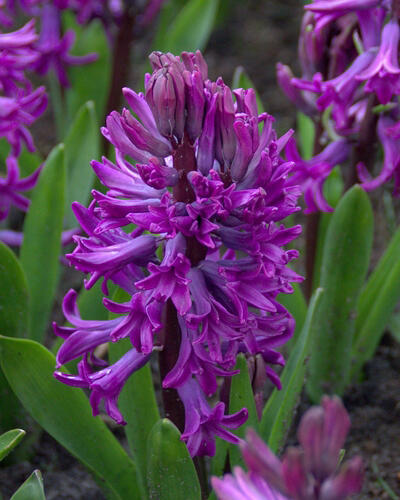 Hyacint 'Purple Sensation' - Hyacinthus 'Purple Sensation'