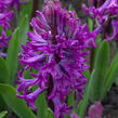Hyacint 'Purple Sensation' - Hyacinthus 'Purple Sensation'