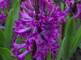 Hyacint 'Purple Sensation' - Hyacinthus 'Purple Sensation'