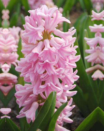 Hyacint 'Pink Surprise' - Hyacinthus 'Pink Surprise'