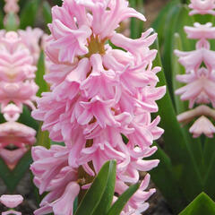 Hyacint 'Pink Surprise' - Hyacinthus 'Pink Surprise'