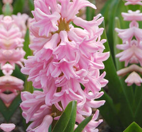 Hyacint 'Pink Surprise' - Hyacinthus 'Pink Surprise'