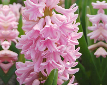 Hyacint 'Pink Surprise'