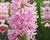Hyacint 'Pink Surprise'