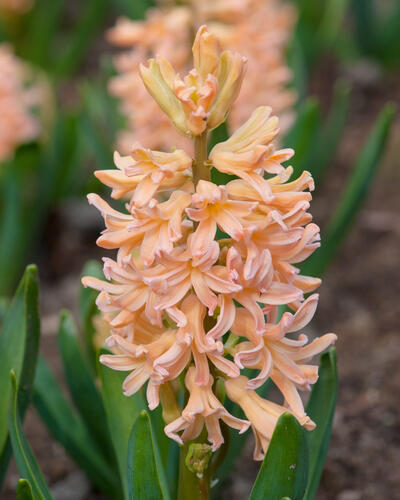 Hyacint 'Gipsy Queen' - Hyacinthus 'Gipsy Queen'