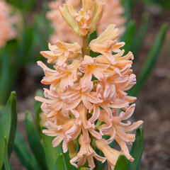 Hyacint 'Gipsy Queen' - Hyacinthus 'Gipsy Queen'