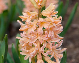 Hyacint 'Gipsy Queen'