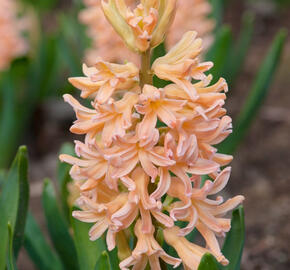 Hyacint 'Gipsy Queen' - Hyacinthus 'Gipsy Queen'