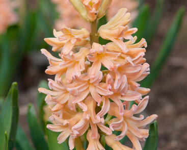 Hyacint 'Gipsy Queen'