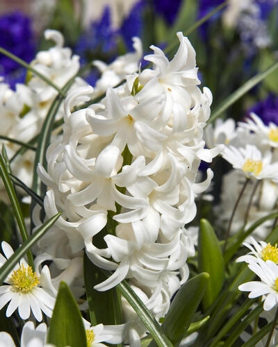 Hyacint 'Carnegie' - Hyacinthus 'Carnegie'