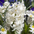 Hyacint 'Carnegie' - Hyacinthus 'Carnegie'