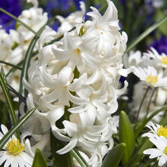 Hyacint 'Carnegie' - Hyacinthus 'Carnegie'