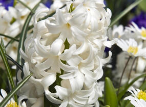 Hyacint 'Carnegie' - Hyacinthus 'Carnegie'
