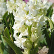 Hyacint plnokvětý 'Snow Crystal' - Hyacinthus double 'Snow Crystal'