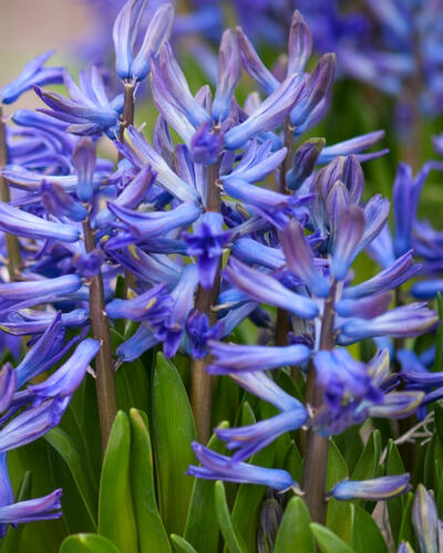 Hyacint mnohokvětý 'Blue Festival' - Hyacinthus multiflora 'Blue Festival'