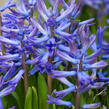Hyacint mnohokvětý 'Blue Festival' - Hyacinthus multiflora 'Blue Festival'