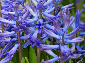 Hyacint mnohokvětý 'Blue Festival' - Hyacinthus multiflora 'Blue Festival'