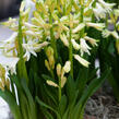 Hyacint mnohokvětý 'White Festival' - Hyacinthus multiflora 'White Festival'