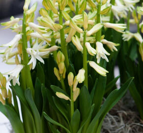Hyacint mnohokvětý 'White Festival' - Hyacinthus multiflora 'White Festival'