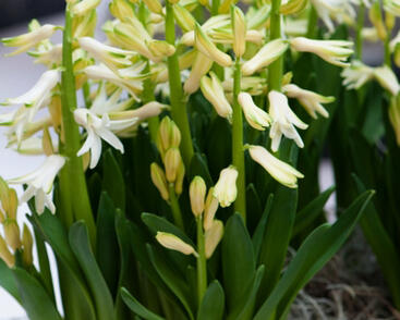 Hyacint mnohokvětý 'White Festival'