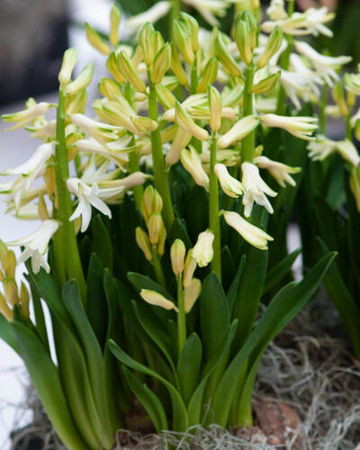 Hyacint mnohokvětý 'White Festival' - Hyacinthus multiflora 'White Festival'
