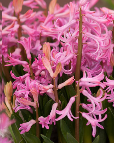 Hyacint mnohokvětý 'Pink Festival' - Hyacinthus multiflora 'Pink Festival'