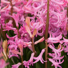Hyacint mnohokvětý 'Pink Festival' - Hyacinthus multiflora 'Pink Festival'